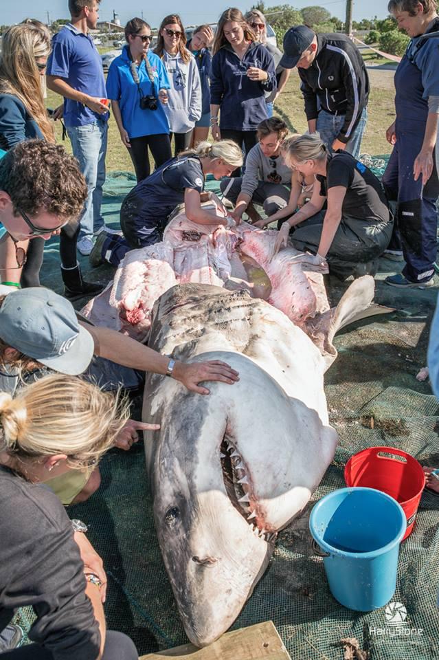  The sharks had their livers' removed with what was described as 'surgical' precision