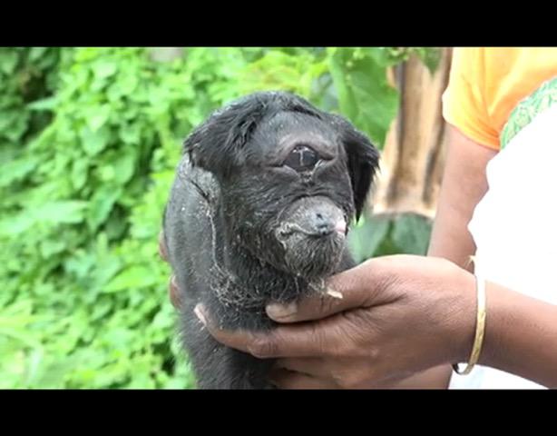  Vets thought the poor animal would only live for a few days - but he has beaten the odds