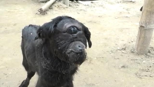  The goat's owner believes believes that the kid will bring luck to his home