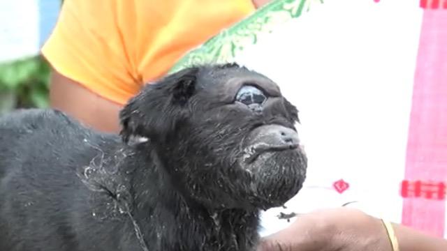  The bizarre-looking goat was born with a rare condition that means it has just one massive eye