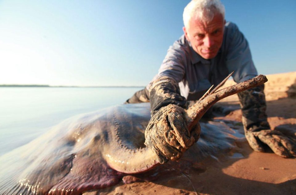  Jeremy grips the lethal sting of a huge stingray after a four-hour duel in Argentina