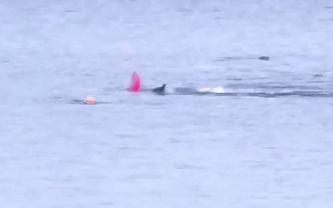  A kayaker had a miracle escape when a great white shark attacked his tiny boat