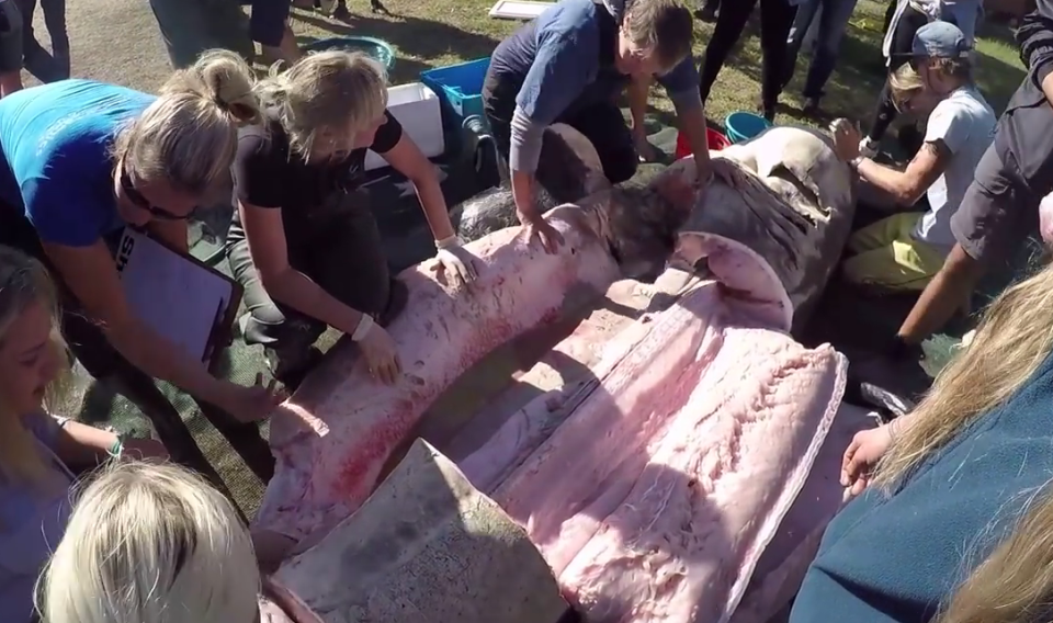  Workers from the Dyer Island Conservation trust have pulled three of the deep sea beasts from the water in recent months