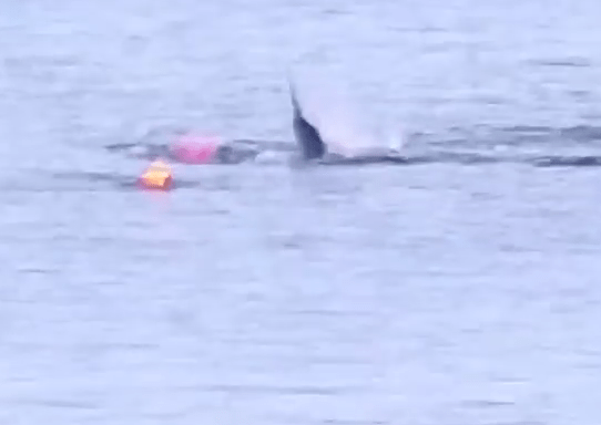  Heart-stopping footage of the close encounter, filmed in March, has just been released by Gene Mace who watched the drama unfold from the shoreline