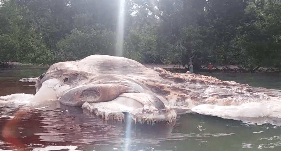  Witnesses first thought the giant carcass was a stranded ship