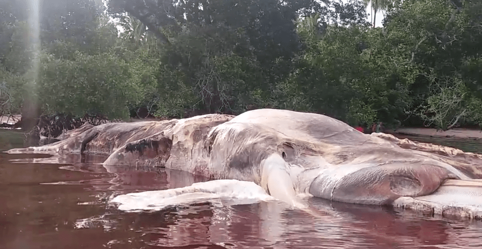  Giant squids are among the world's largest organisms