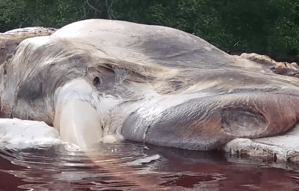  Mystery surrounds how the sea creature died