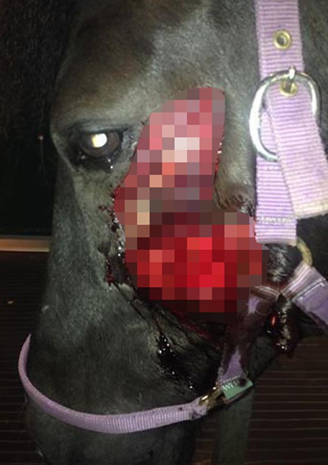  Domino's face was brutally slashed - probably by a human attacker