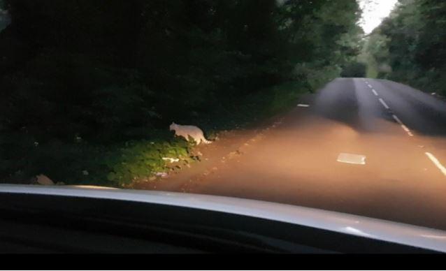  Jahid Choudhury believes he has captured the 'big cat of St Albans' on camera