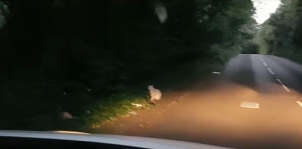  The animal appears to spot headlights from the taxi before moving into bushes