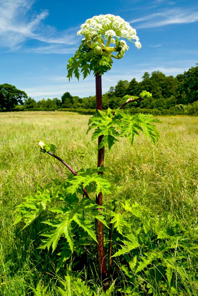 Giant hogweed can cause severe burns and blisters if touched