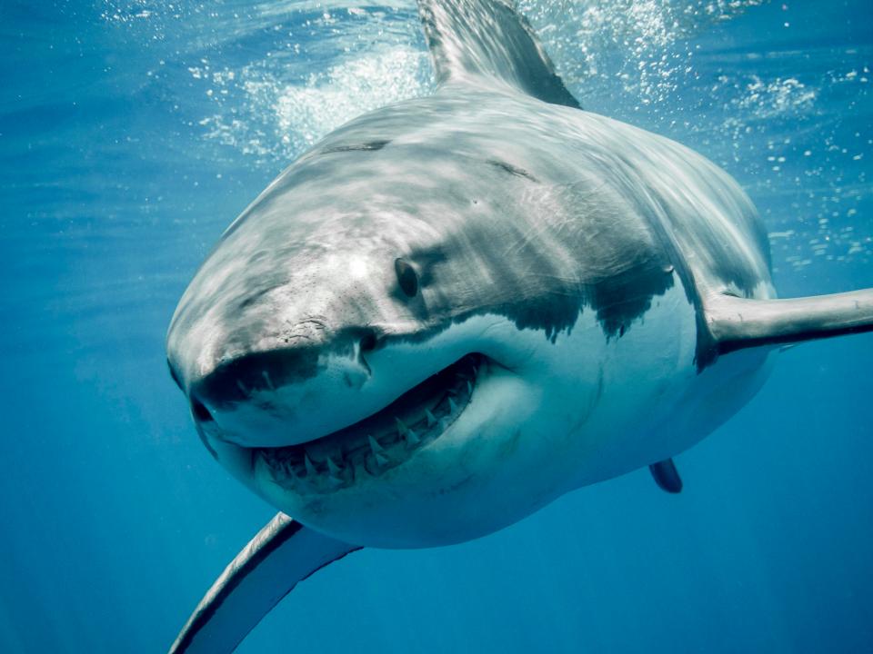  Many people fear the majestic sea creatures because of the film Jaws