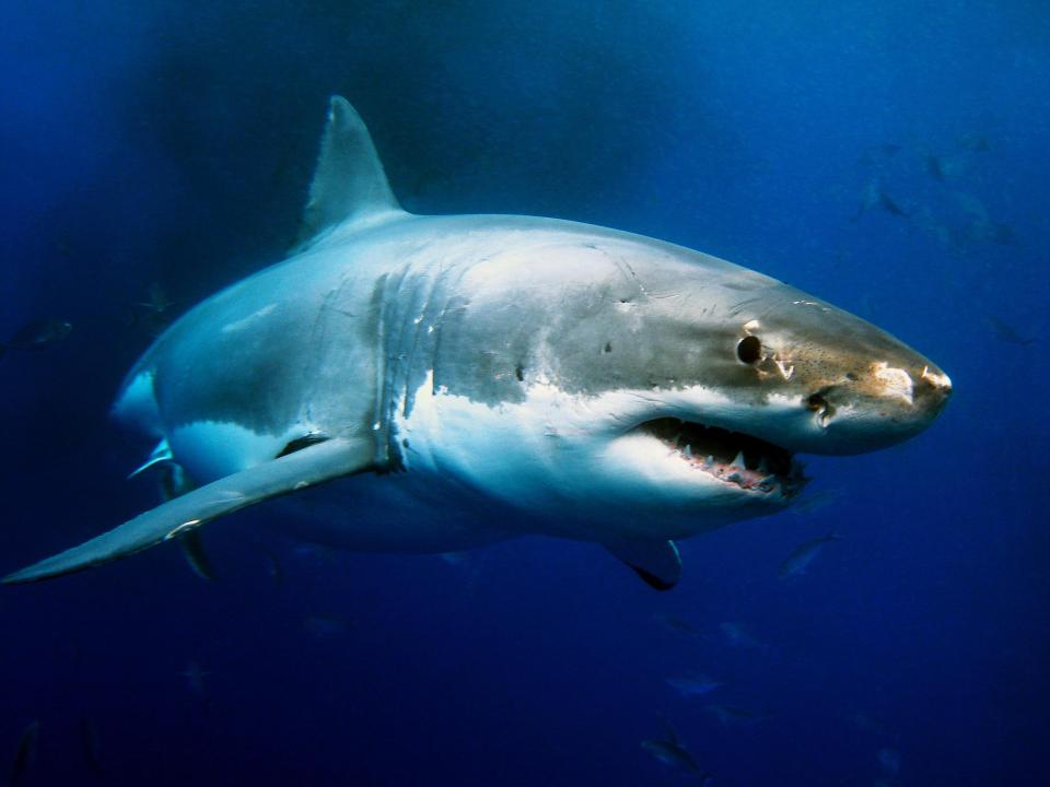  A shark expert believes that there is a great white patrolling British waters - but how likely is this really?