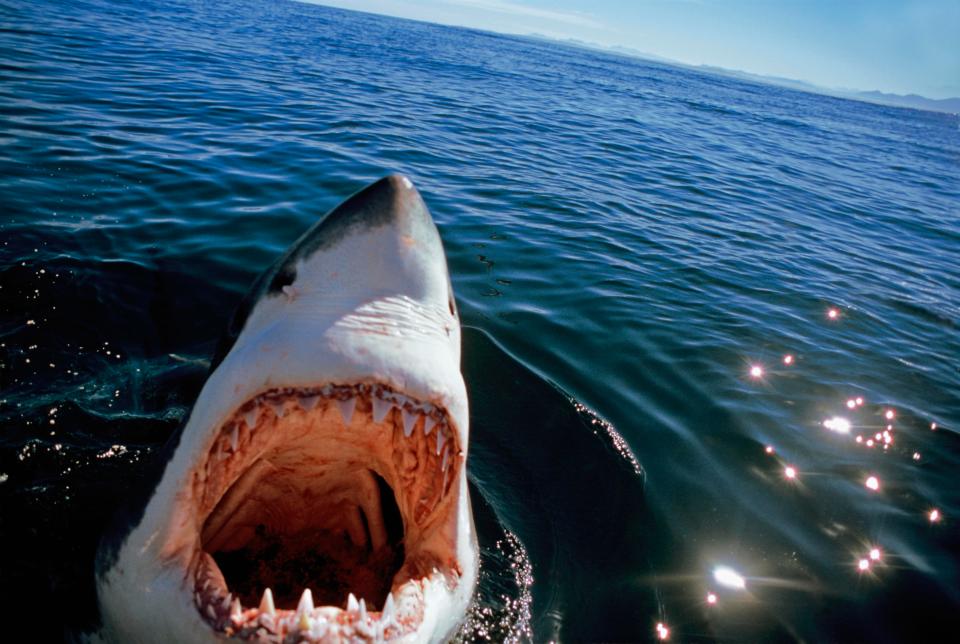  Fears are growing that bathers could be pulled under by a real life Jaws