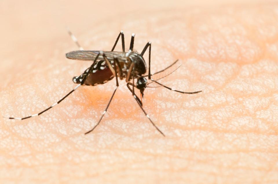  What makes some people mosquito magnets, while others escape bite free?