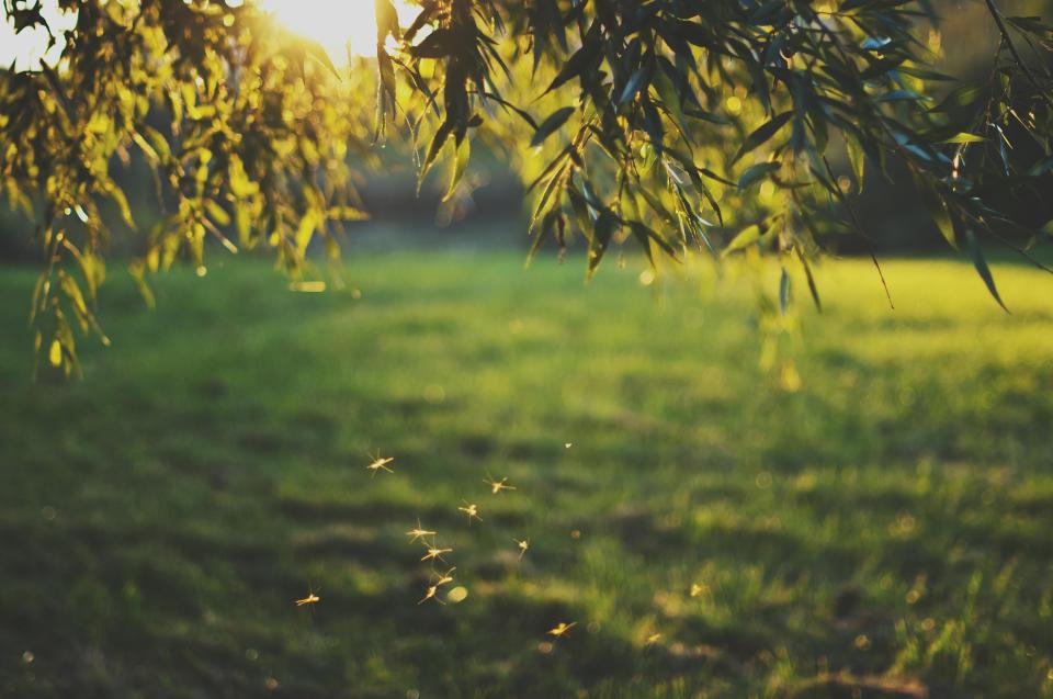  As the weather heats up, so too does the risk you'll be eaten alive by swarms of mozzies