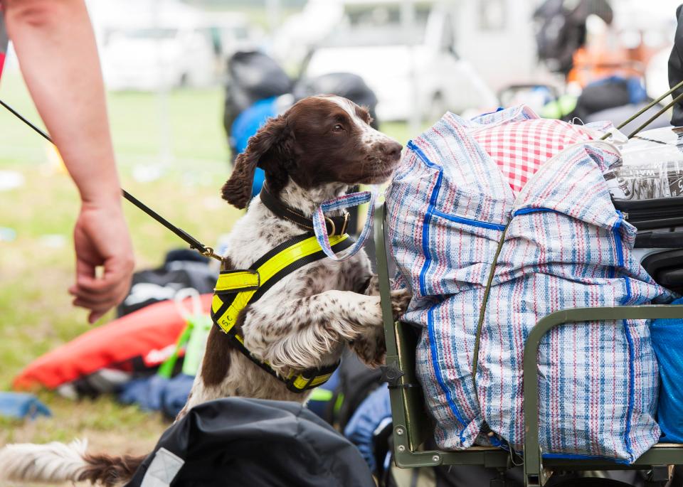  A dog sniffs for contraband in revellers' belongings, as police announce there will be heightened security at the festival