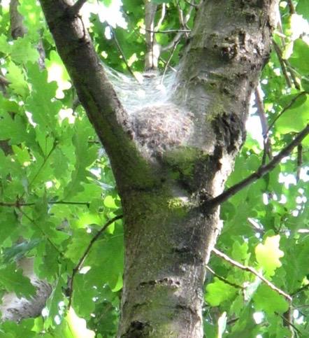  Forestry Commission staff have been trying to destroy nests in the south east of England