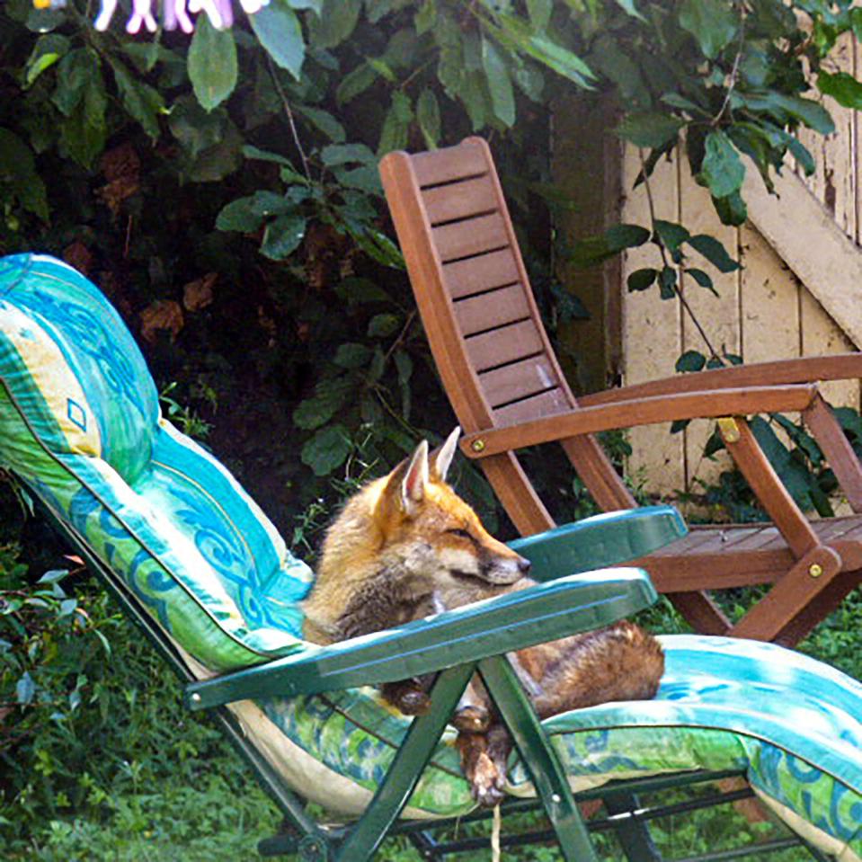  A fox sunbathes on a garden lounger in London on Monday, which was the hottest day of the year so far