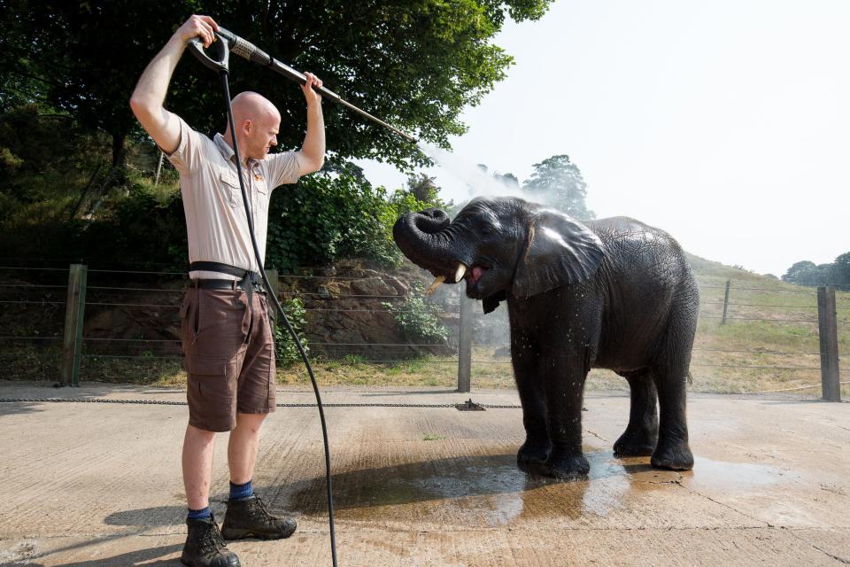  A keeper hoses down a baby elephant to keep him cool at West Midlands Safari Park in Bewdley, Worcestershire