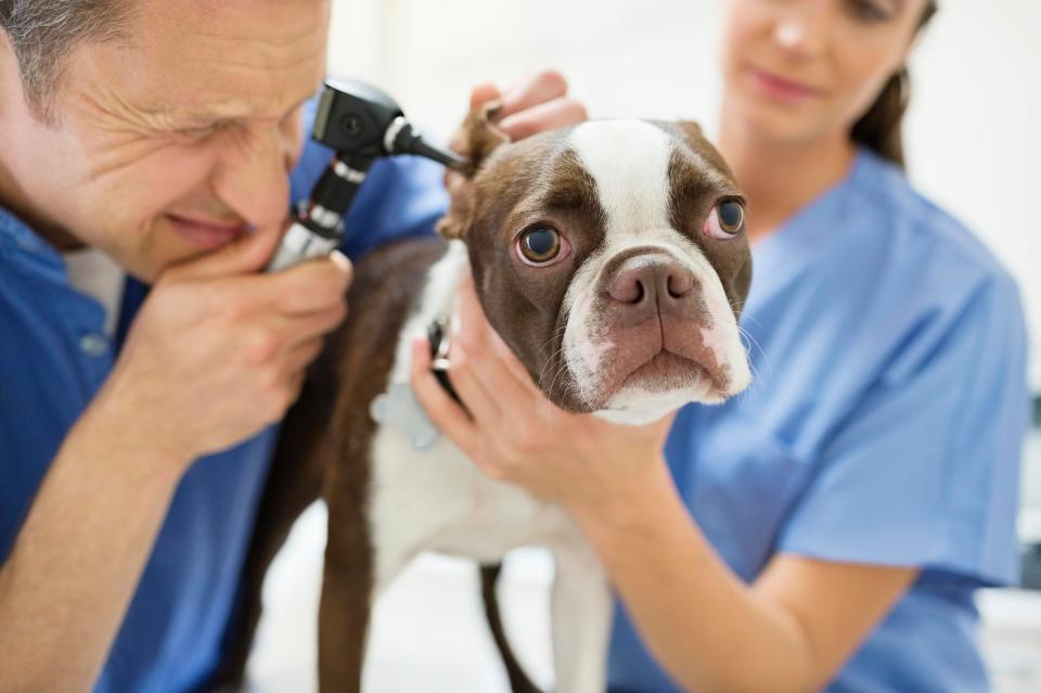  Keep your pooch protected by vaccinating them