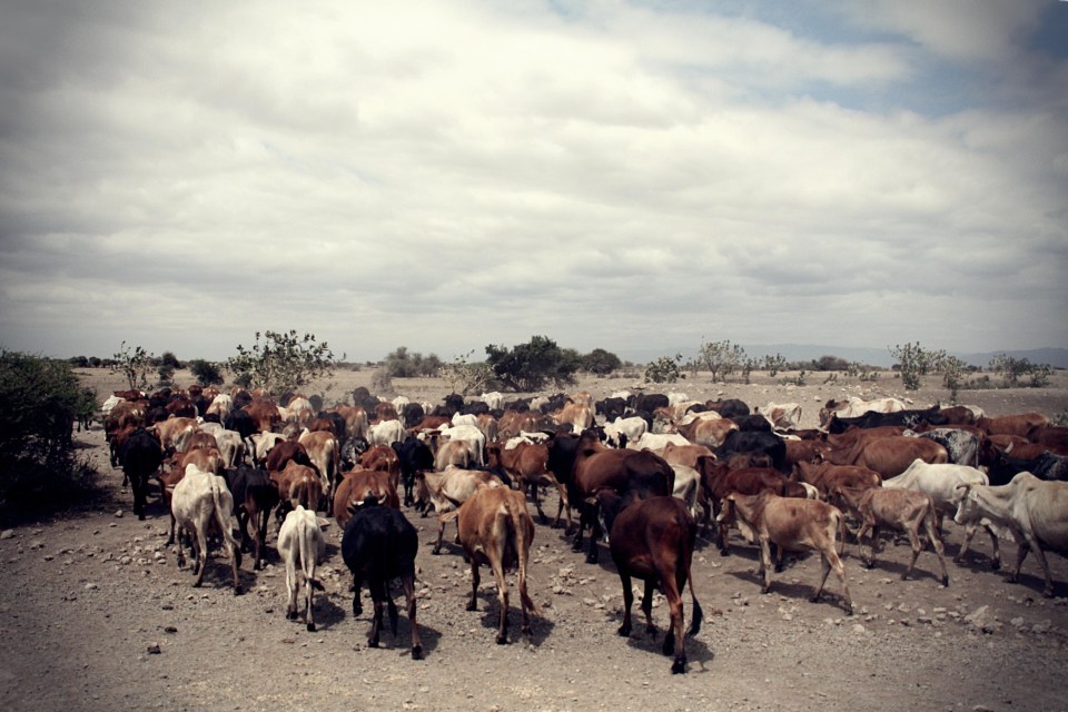 The disease can be prevented in animals through a continued programme of vaccinations. In humans there is no ‘cure’ but most cases are mild and the bodies immune system is able to combat the virus