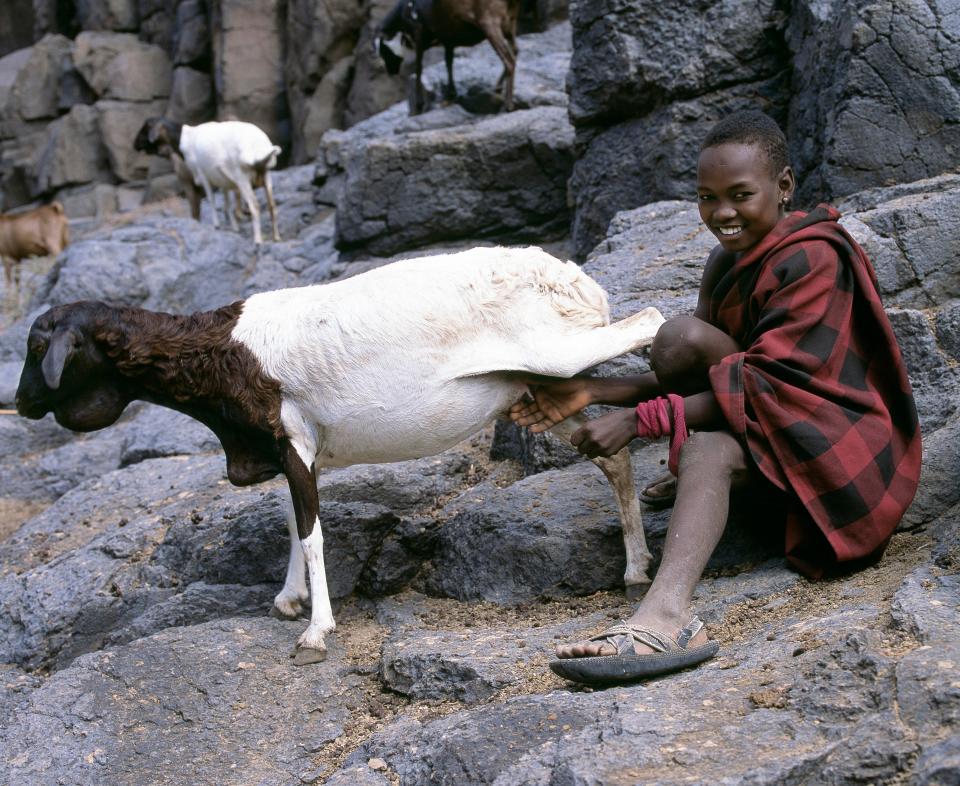  Rift Valley Fever typically effects livestock, mainly in Africa, but it can be transmitted to humans through mosquitoes and exposure to infected animals' blood, bodily fluids and flesh