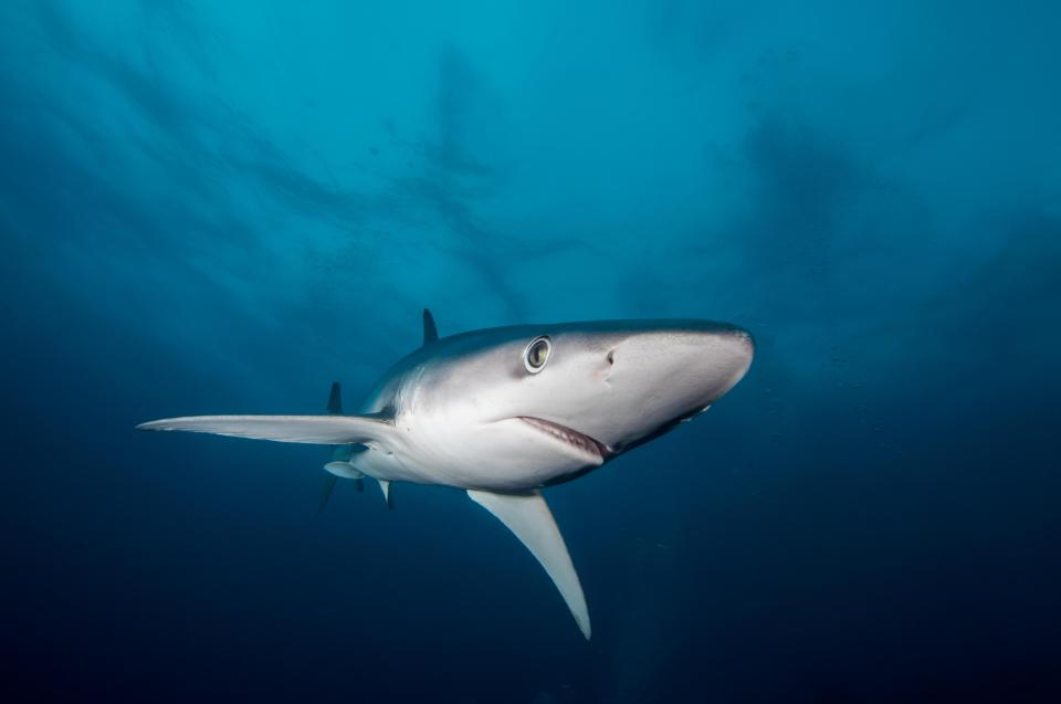  Blue sharks have been known to attack humans but they could hardly be described as frequent 'man-eaters'