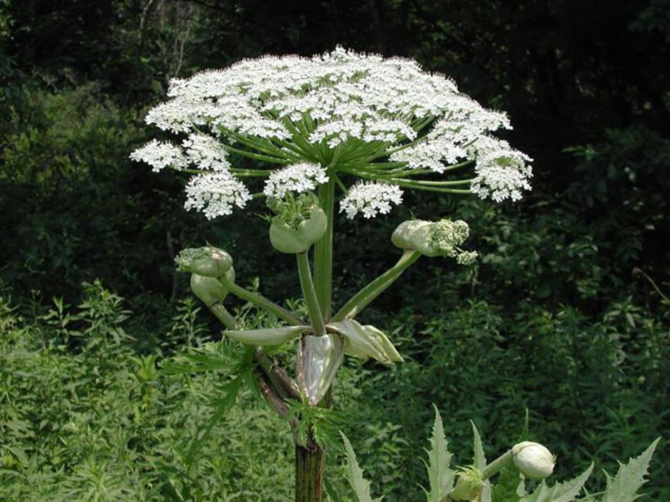  Giant hogweed originates from Afghanistan and has been boosted by the 33C heatwave in the UK