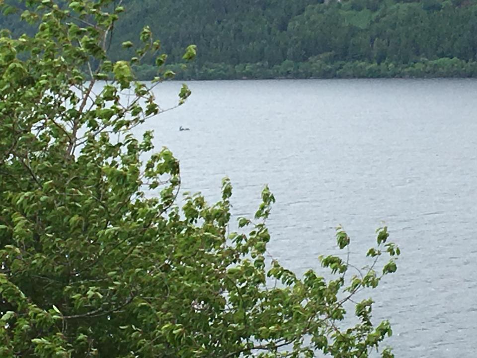  Tourists Peter Jackson and Phillippa Wearne snapped this picture after claiming they saw something moving fast through the water