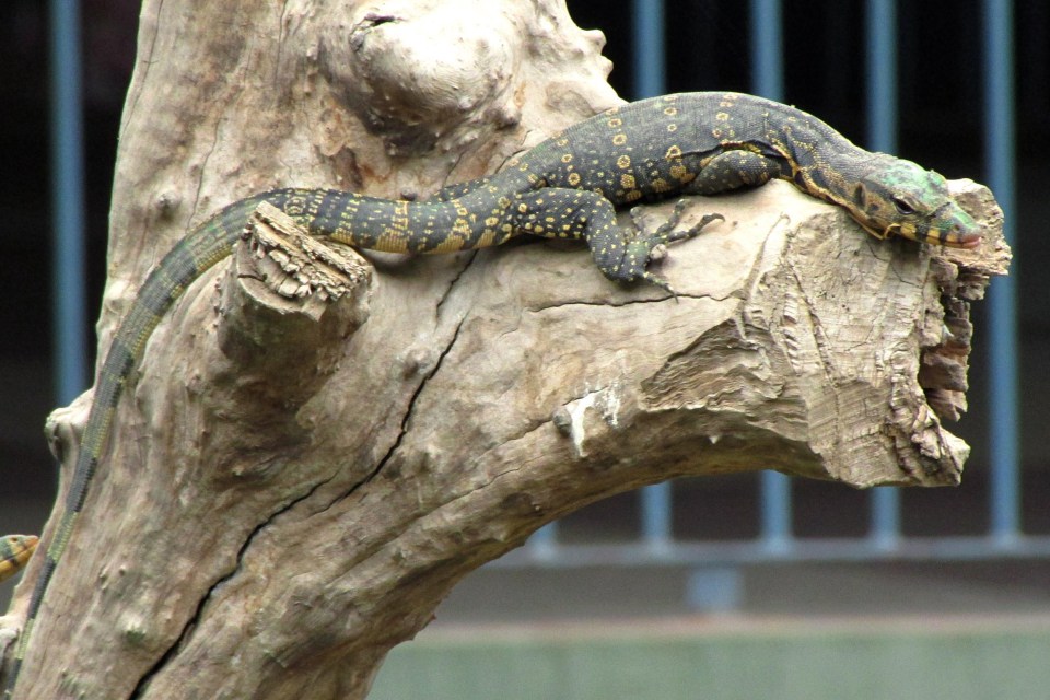 Locals living near the island’s idyllic Tanote Bay became suspicious of a monitor lizard going back and fourth into the jungle and which led them to Elsie’s body