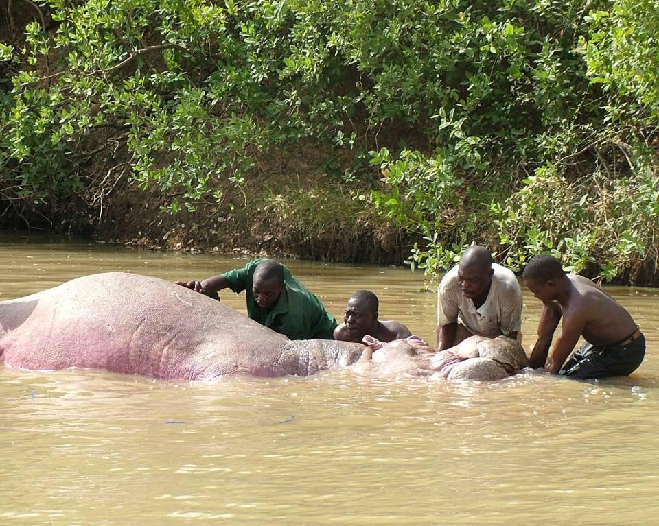  Olivia and the Benin tribesmen with the hippo they asked her to kill for meat