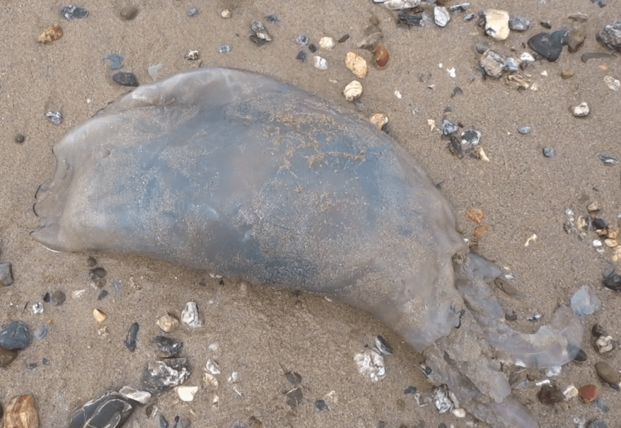  The man kicks it over to reveal the other side of the jellyfish