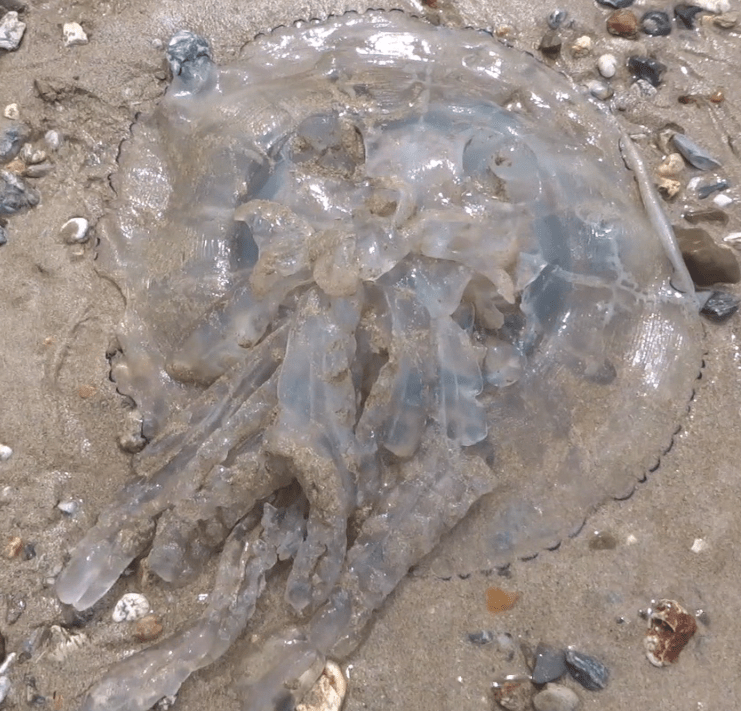  A walker was left stunned after discovering this giant jellyfish washed up on Cornwall beach