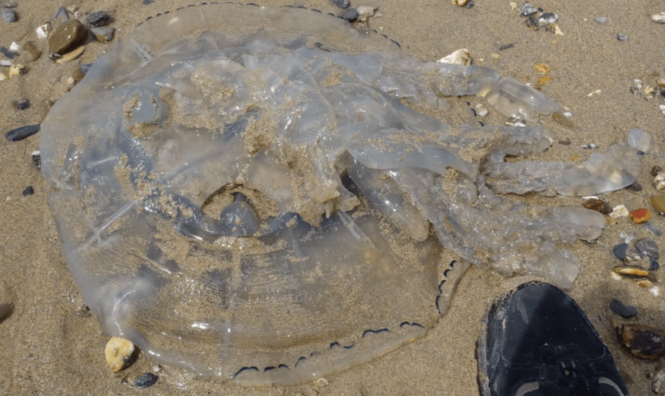  Tony Fisher uploaded a video of the jellyfish on the sand at Watergate bay on Friday