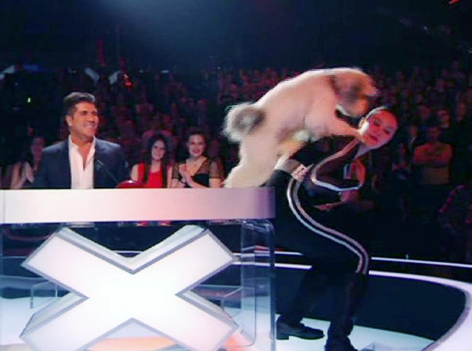 The daring doggy amazed Simon Cowell during his stint on the reality show