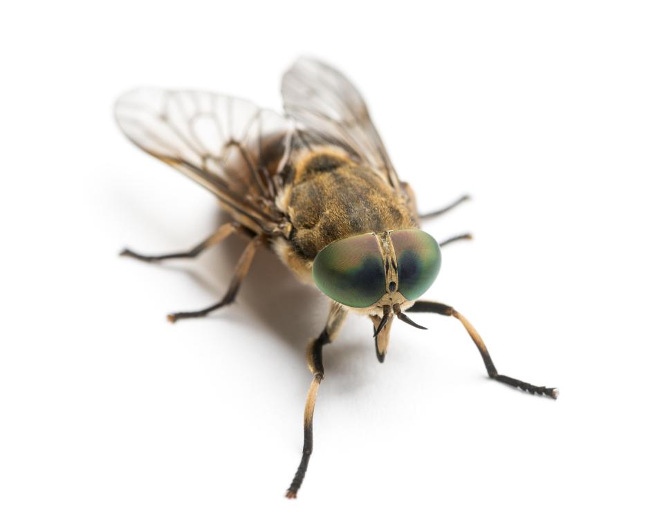  Horsefly bites are set to soar as a heatwave sparks an invasion of the painful biting insects