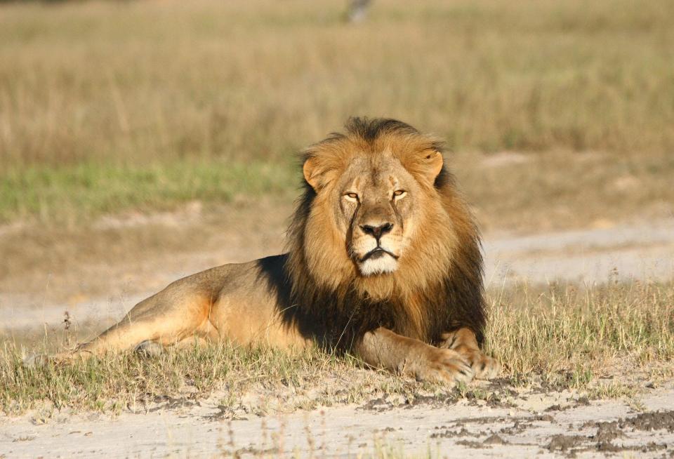  His dad Cecil (pictured) was slaughtered by a US hunter in 2015