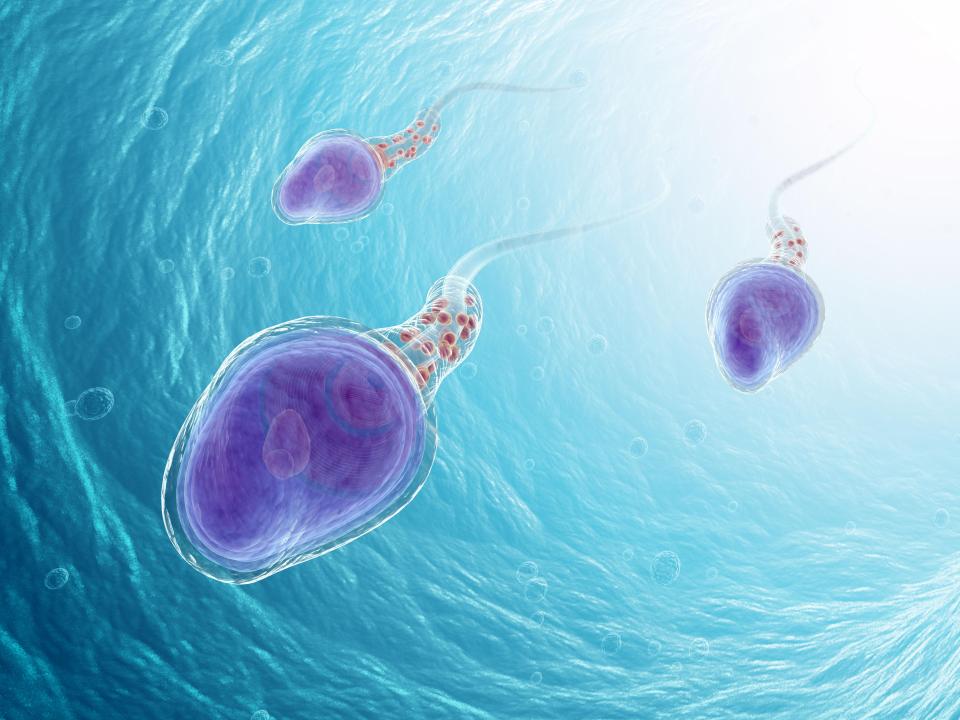  The more you have sex the healthier your sperm will be, meaning it boosts your fertility