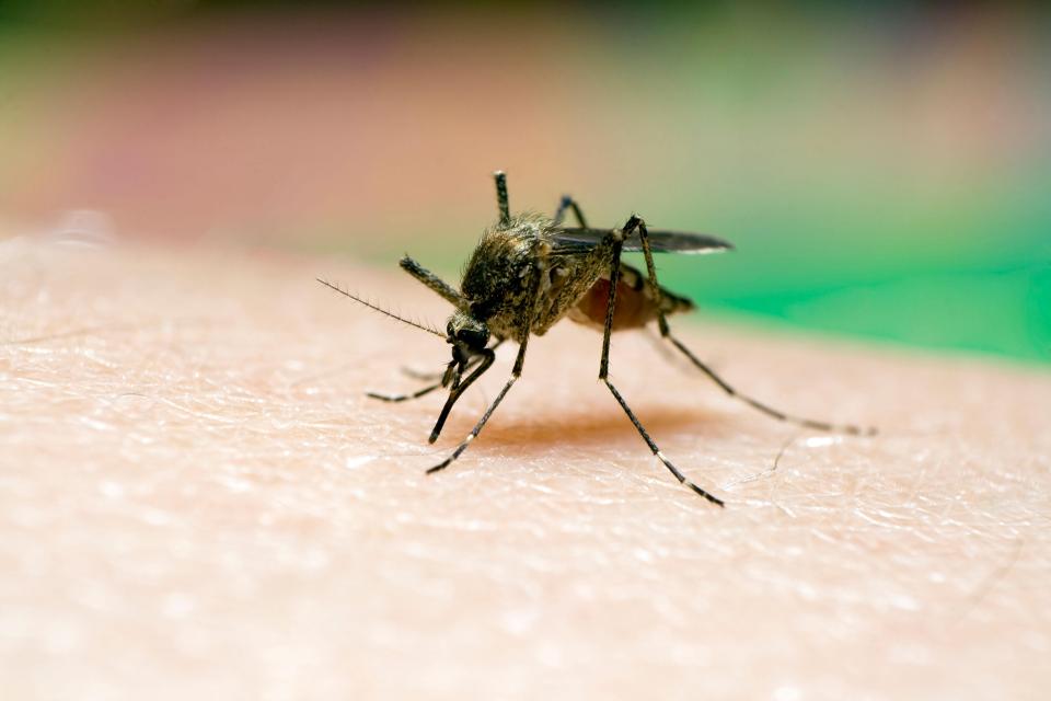  The world's richest man made the revelations in a documentary titled Mosquito set to be aired on the Discovery Channel this month