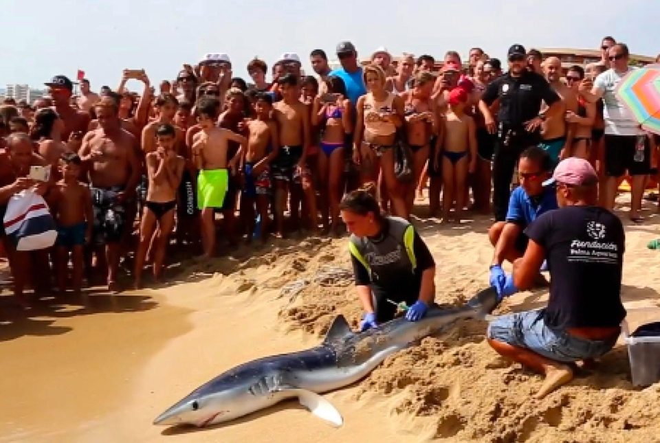  A blue shark is captured in shallow waters in Majorca