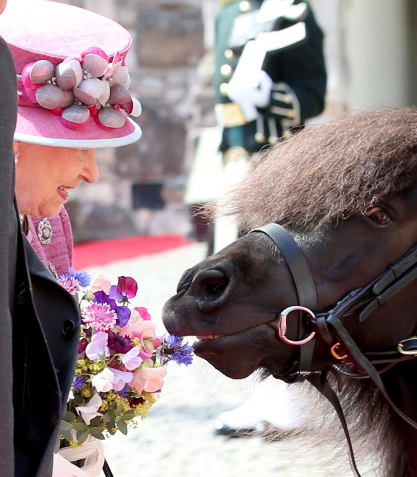  The cheeky horse tried to eat the bouquet the Queen was holding two years ago