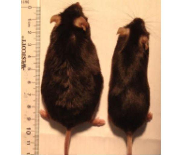  Obese rats who had no sense of smell lost weight while eating the same amount of fatty food as mice with a sense of smell which ballooned to twice their weight