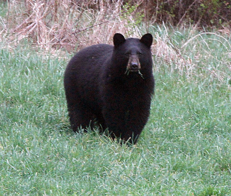  Black bears are fast, deadly and have been known to hunt humans down