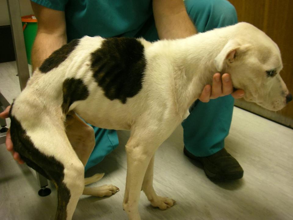  Staffordshire terrier-cross Bruno was put to sleep on health grounds