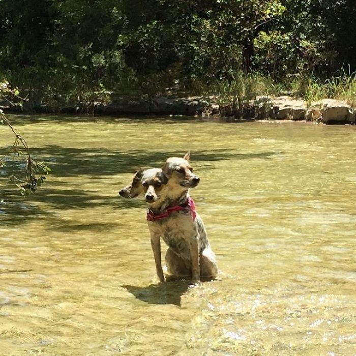  Pawful! This pet owner's dodgy panoramic makes it look like his mutt has three heads