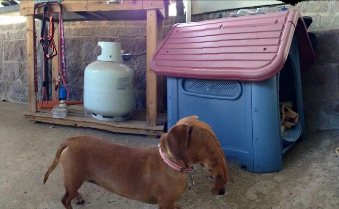  Why the long face? This poor sausage dog looked barking mad after his owner papped a bizarre panoramic