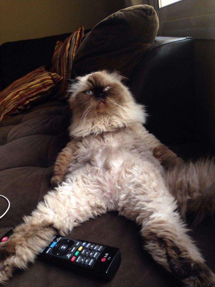  This hilarious collection of cats include this moggy stretched out watching TV