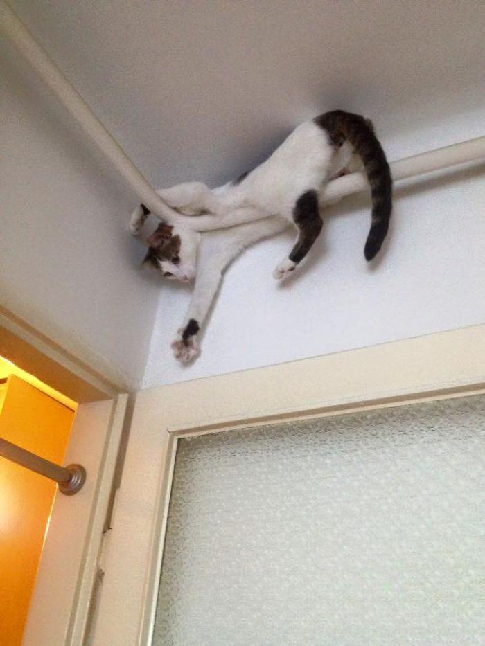  Some of the images show cats attempting daring feats around the home, like this one scaling  above a door