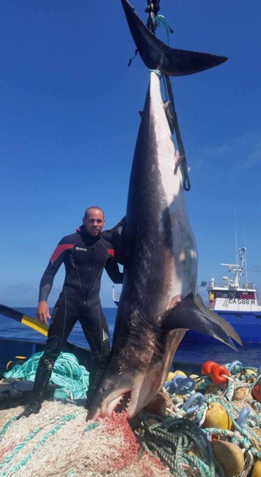  A four-metre-long monster was caught in the Med on October 2015